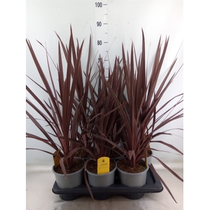Cordyline austr. 'Red Star'