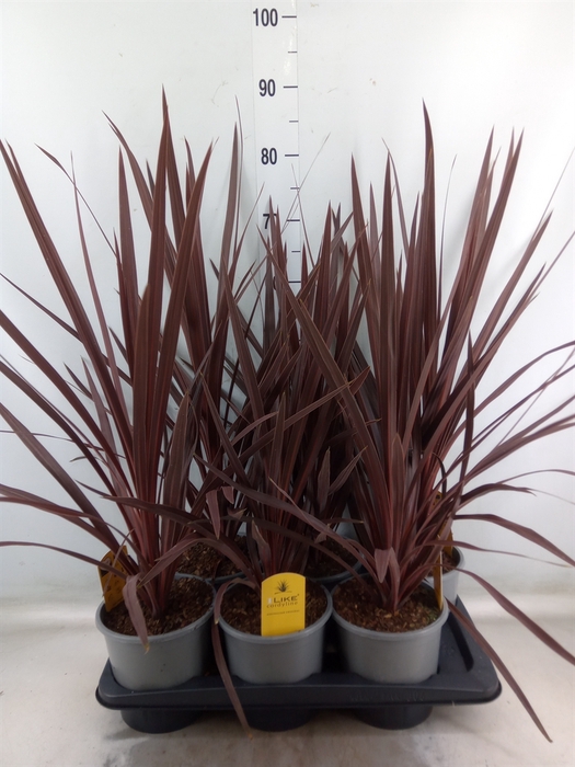 <h4>Cordyline austr. 'Red Star'</h4>