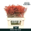 Gyps Grof Coral (dip)