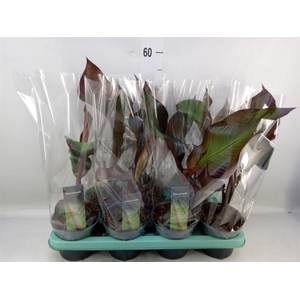 Ensete ventricosum 'Maurelii'