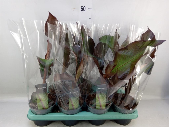 <h4>Ensete ventricosum 'Maurelii'</h4>