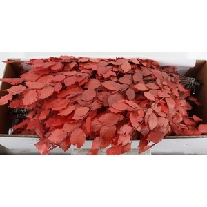 PF BEECH LEAFS ORANGE BS 150GR