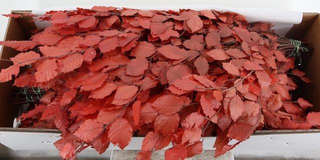 PF BEECH LEAFS ORANGE BS 150GR