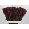 Leucadendron Saf Sunset Dark Red