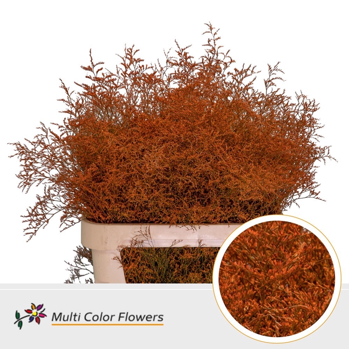 <h4>Limonium Beltlaard Oranje</h4>