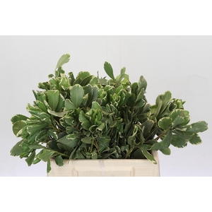 Pittosporum Ilan