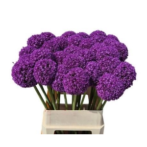 Allium Ambasador