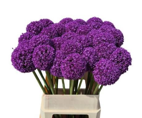 <h4>Allium Ambasador</h4>
