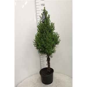 Picea glauca 'Conica' op stam P32 potgedrukt