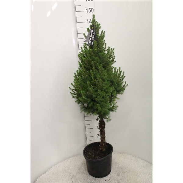 <h4>Picea glauca 'Conica' op stam P32 potgedrukt</h4>