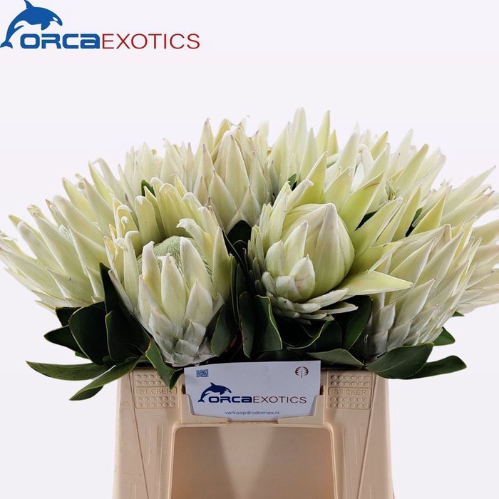 Protea Arctic Ice