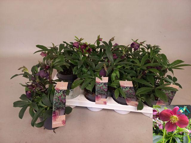 <h4>Hell Orientalis</h4>