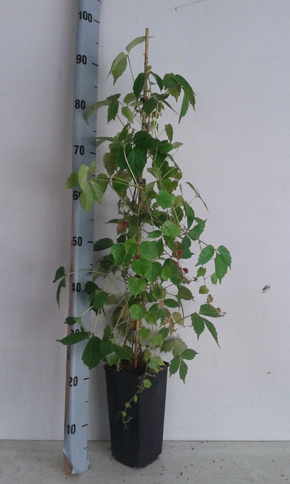 <h4>parthenocissus Veitchi</h4>