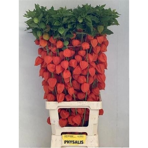 Physalis Lampion Tak