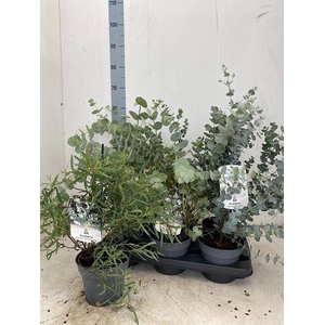 EUCALYPTUS