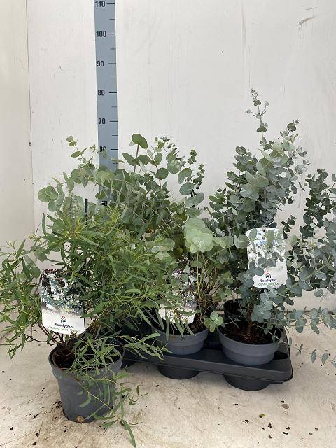 <h4>EUCALYPTUS</h4>