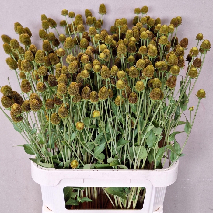 <h4>RUDBECKIA NITIDA RUDBECKIA NITIDA</h4>