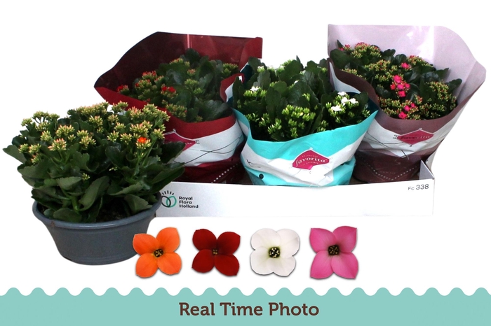 <h4>KAL EN GEM 4 KL</h4>