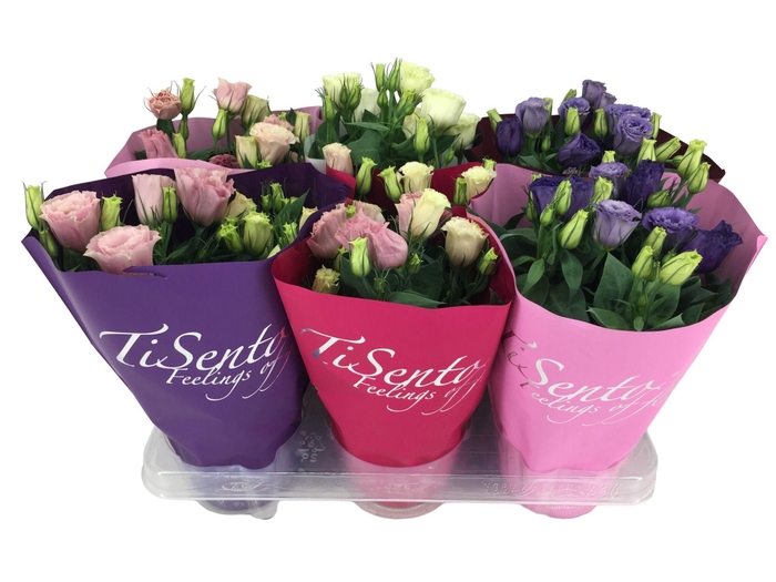 <h4>EUST JULIETTA GEM</h4>