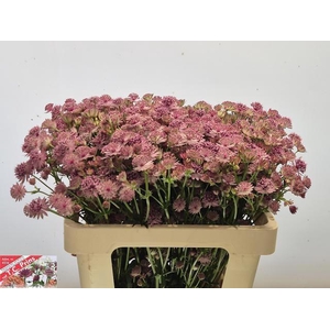 ASTR PINK SENSATION