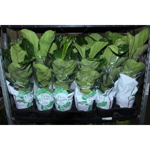 FICUS LYRATA P17
