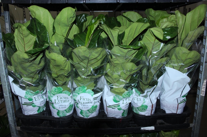 <h4>FICUS LYRATA P17</h4>