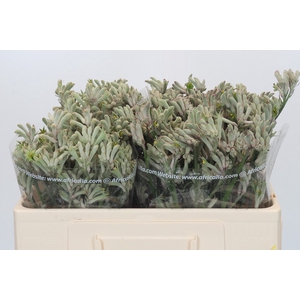 Anigozanthos Cape Gray Moss