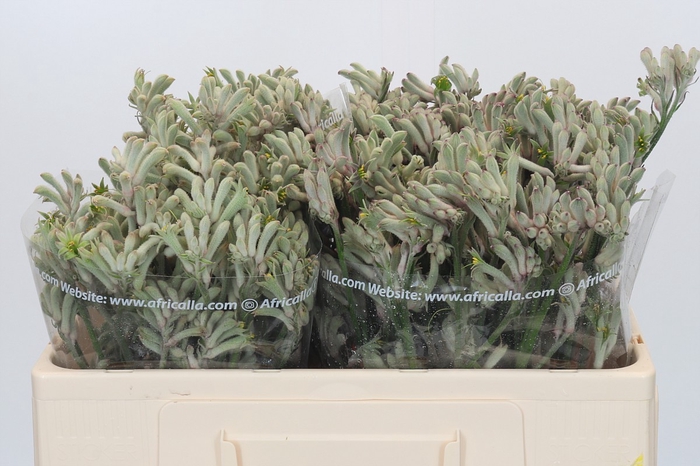 <h4>Anigozanthos Cape Gray Moss</h4>