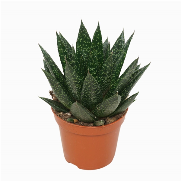 Gasteria d'due 8,5 cm met etiket