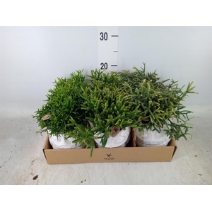 Rhipsalis   ...mix