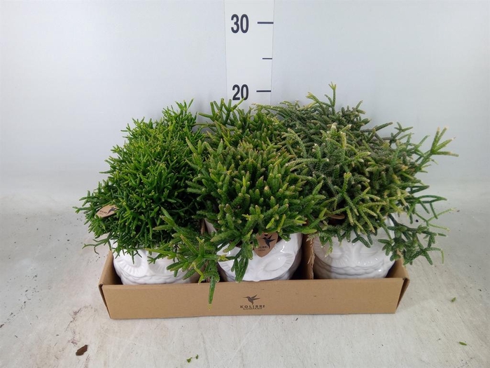 <h4>Rhipsalis   ...mix</h4>