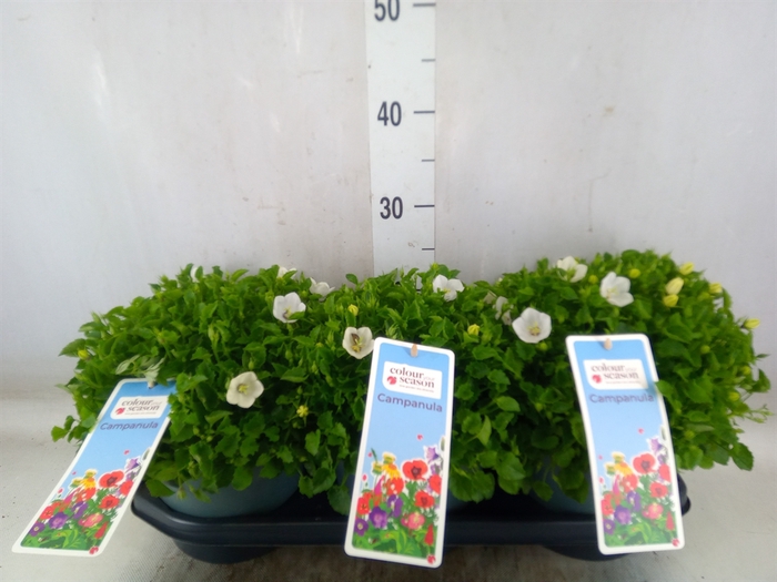 <h4>Campanula carp.</h4>