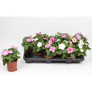 Catharanthus ros.   ...mix