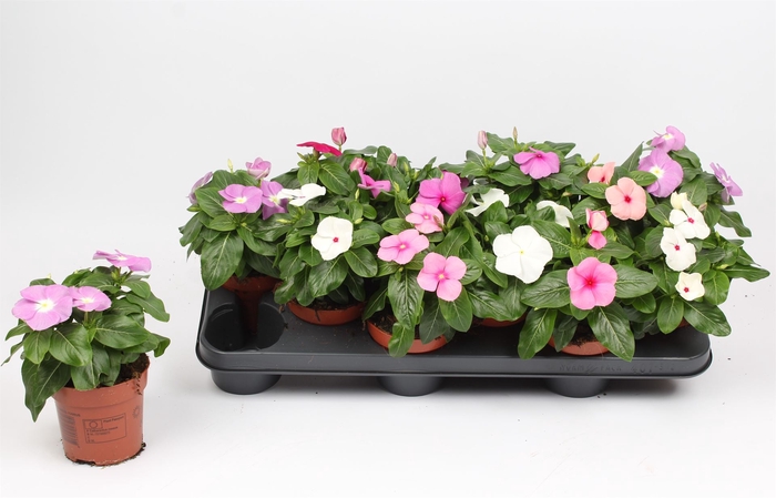 <h4>Catharanthus ros.   ...mix</h4>