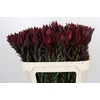 Leucadendron Saf Sunset Dark Red