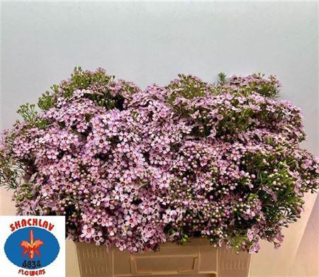 <h4>Chame Un Jupiter Sol Light Pink 70cm</h4>