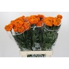 Tagetes Marigold Promise Orange