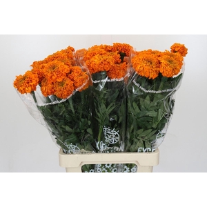 Tagetes Marigold Promise Orange