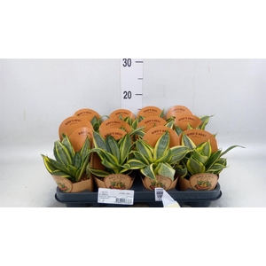 Sansevieria trifa. 'Golden Hahnii'