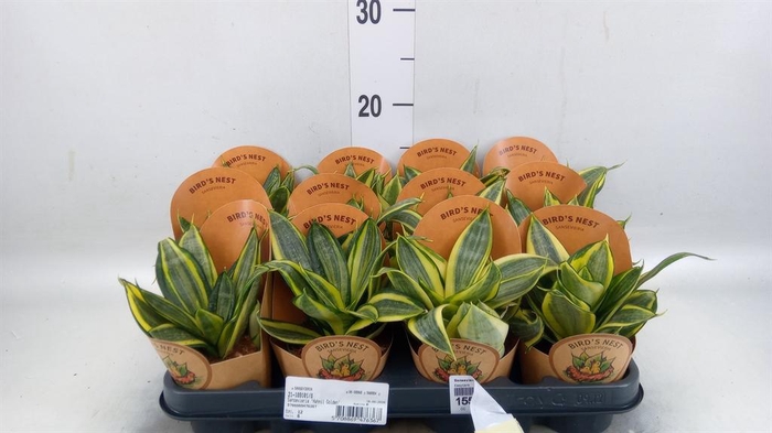<h4>Sansevieria trifa. 'Golden Hahnii'</h4>