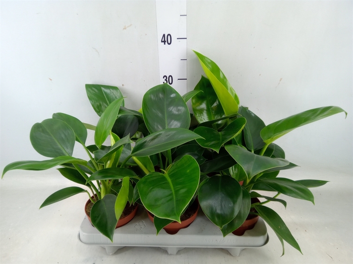 <h4>Philodendron   ...</h4>