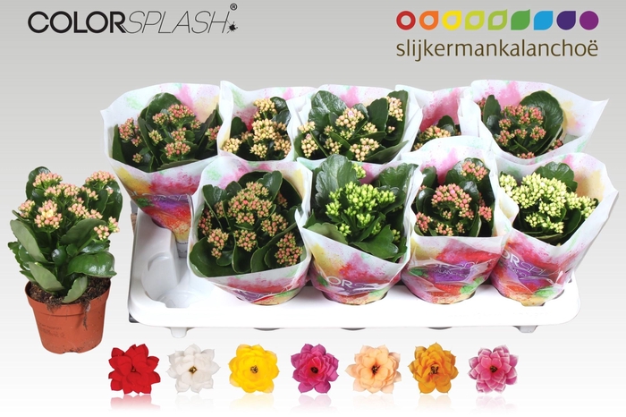 <h4>KAL GE GEM 7 KL</h4>