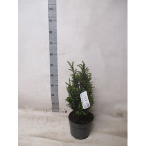 TAXUS BACCATA