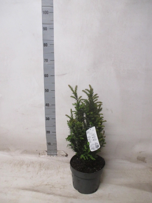 <h4>TAXUS BACCATA</h4>