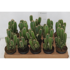 CACTUS ACANTHOCEREUS TETRAGONUS P09