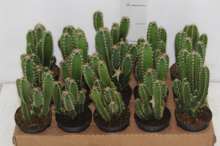 CACTUS ACANTHOCEREUS TETRAGONUS P09