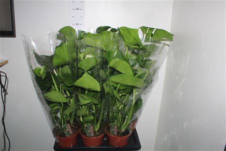 <h4>Monstera Deliciosa</h4>