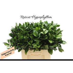 RUSCUS HYPOPHYLLUM