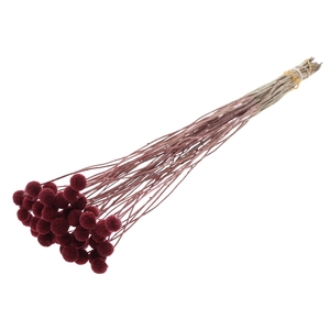 Craspedia Dried Burgundy