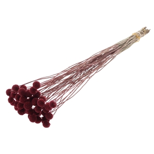 Craspedia Dried Burgundy